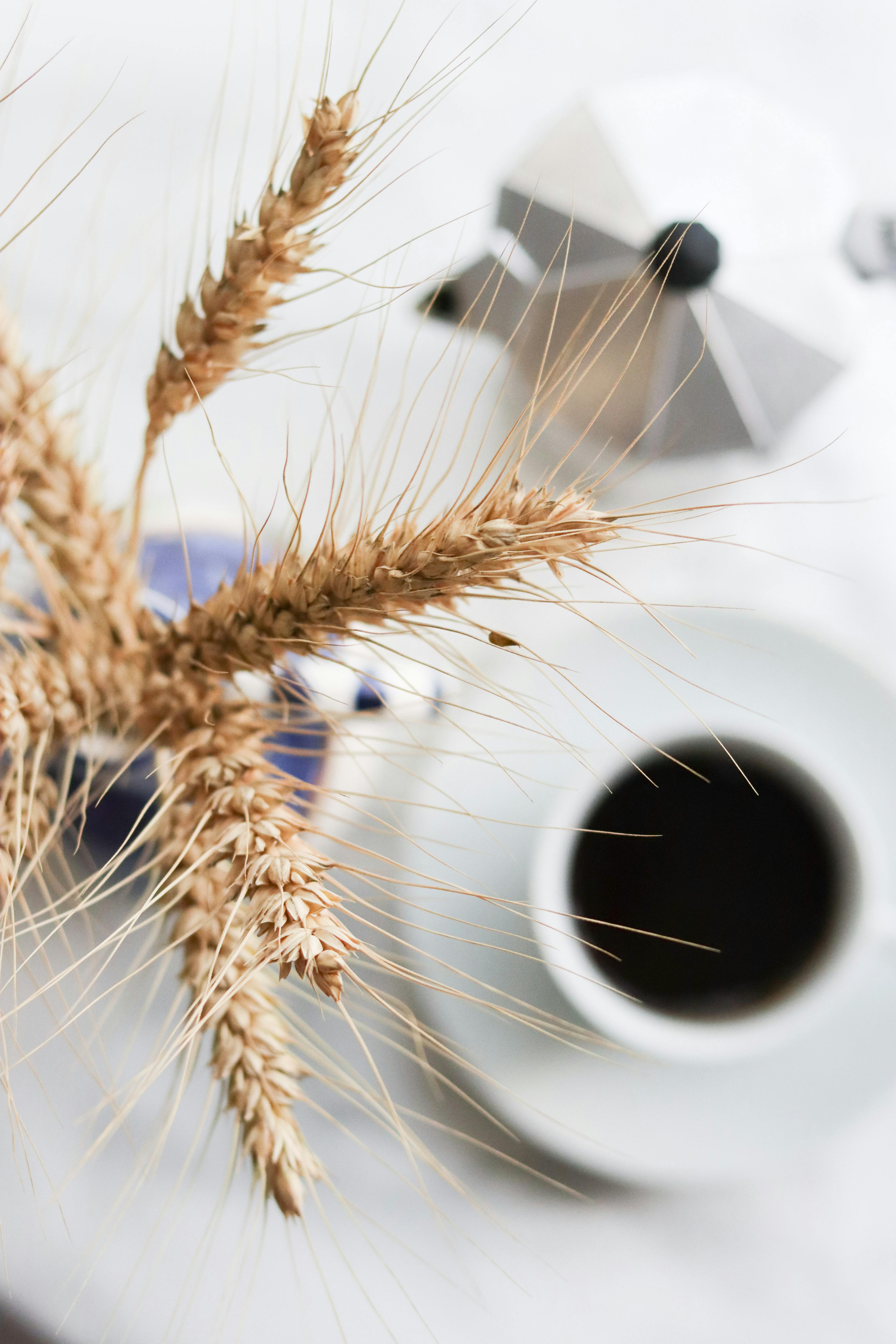 dried wheat near cup of coffee