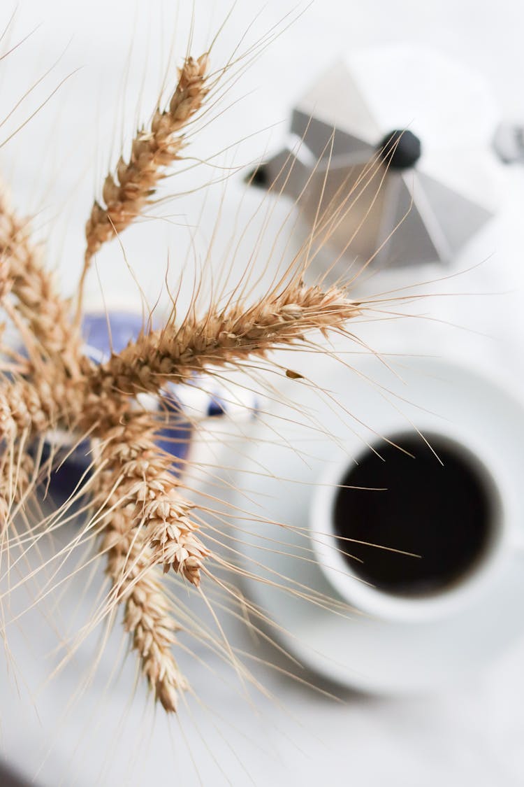 Dried Wheat Near Cup Of Coffee