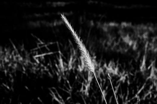 Black and white image of a single straw in a dark, moody field at night.