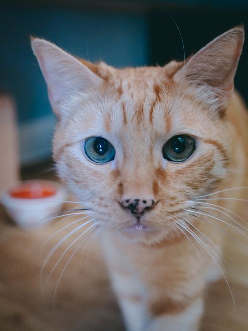 Free A captivating close-up of an orange tabby cat with striking blue eyes and distinct whiskers. Stock Photo