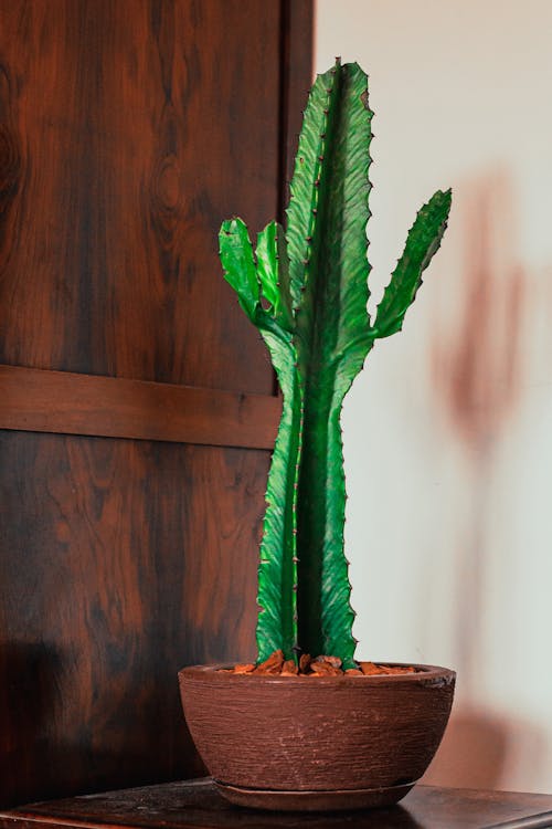 Green Cactus on a Brown Pot 