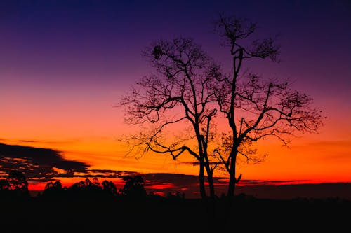 akşam, akşam karanlığı, çıplak ağaca içeren Ücretsiz stok fotoğraf