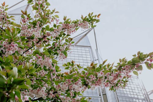 Kostnadsfri bild av blommor, blomning, byggnad