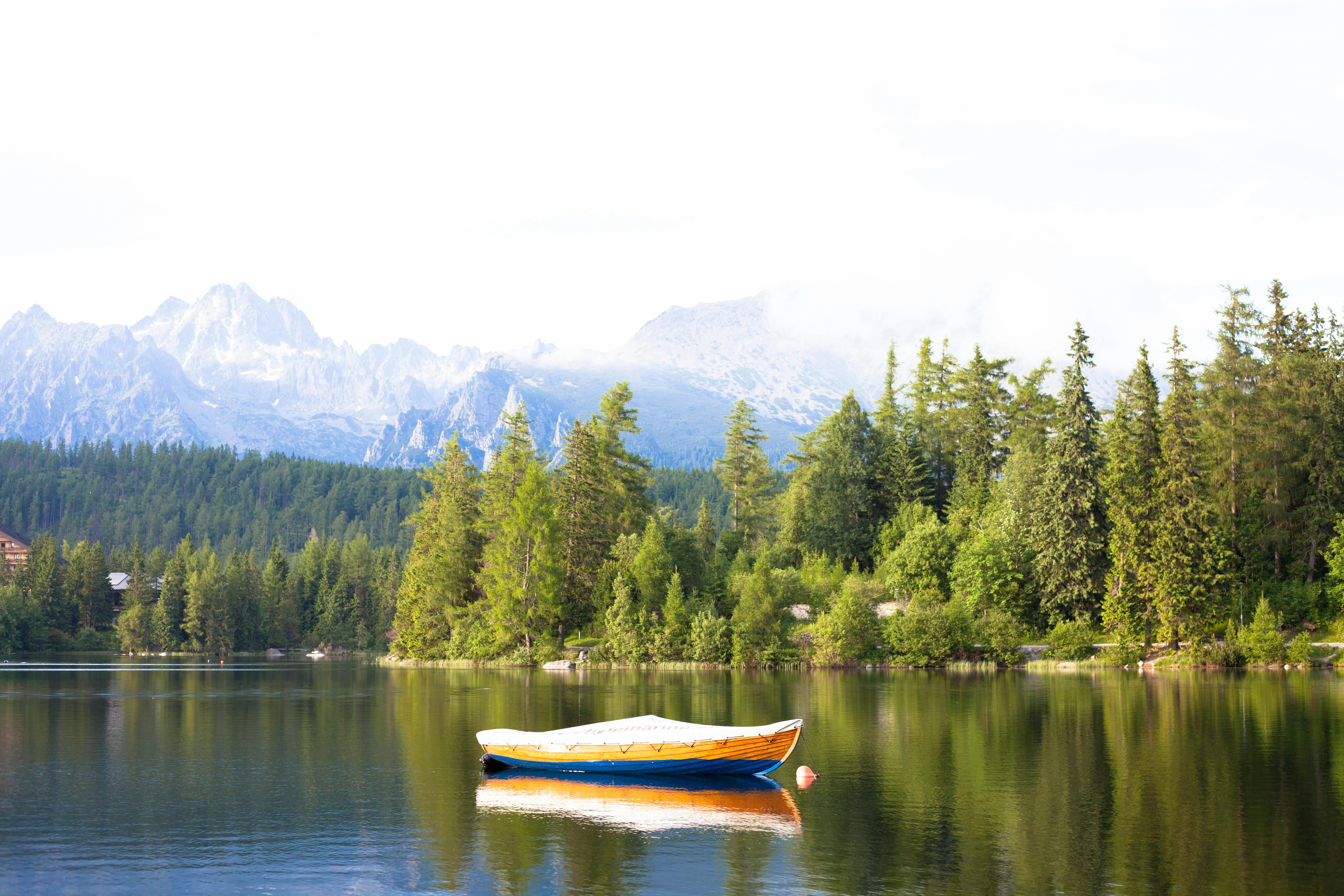 Miễn phí Ảnh lưu trữ miễn phí về ánh sáng ban ngày, bị cô lập, bìa rừng Ảnh lưu trữ