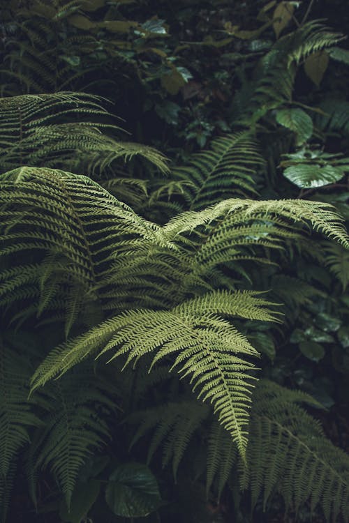 Free Close-up of Fern Leaves  Stock Photo