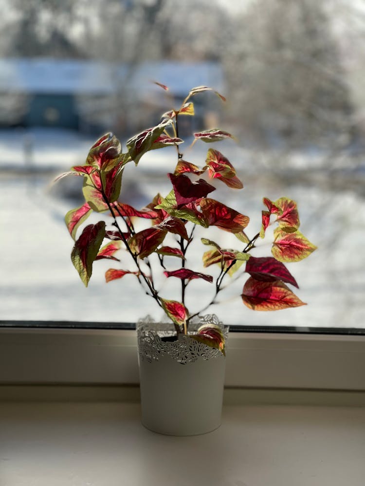 A Plant On A Window Sill 