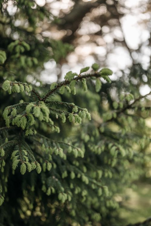 Free Detailed view of green coniferous branches in a tranquil nature setting. Stock Photo