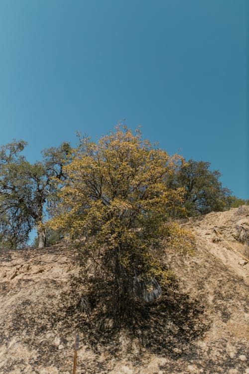 Foto d'estoc gratuïta de arbre, arbust, cel blau