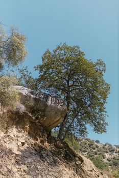 A solitary tree grows on a rocky hillside, with a clear blue sky in the background, embodying resilience and nature's beauty.