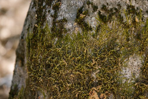 Green Moss on Brown Tree Trunk