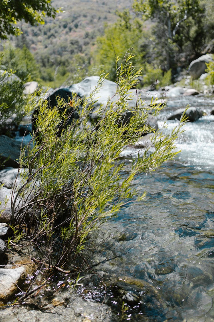 Green Plant Beside The River