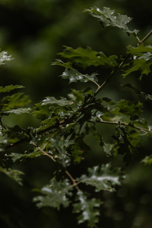 Free Detailed close-up of green leaves on a branch within a lush forest environment. Stock Photo