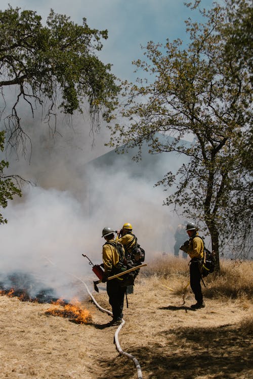 Foto profissional grátis de ardente, árvores, bombeiros