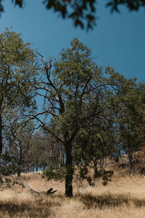 Kostenloses Stock Foto zu bäume, blauer himmel, dürre