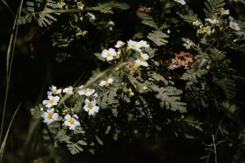 White Flowers and Green Leaves