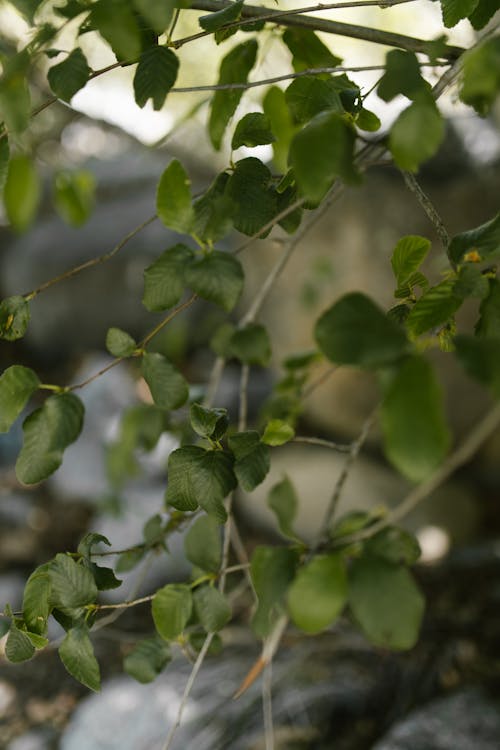 Green Leaves in Close-up Shot