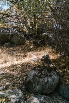 Tranquil scene of rocks and dry grass under trees, capturing nature's raw beauty.