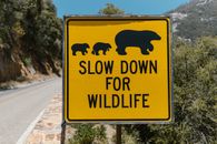 A yellow warning sign urging drivers to slow down for wildlife near a scenic road.