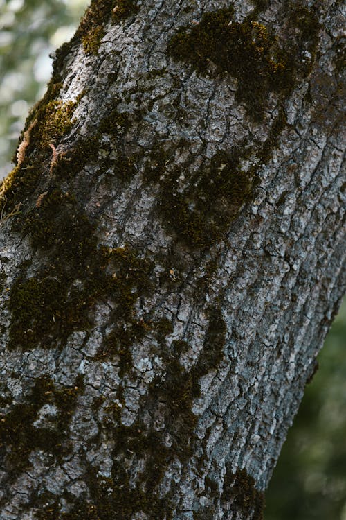 Základová fotografie zdarma na téma dřevo, kmen stromu, kůra