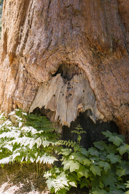 Ücretsiz ağaç, ağaç gövdesi, ağaç kabuğu içeren Ücretsiz stok fotoğraf Stok Fotoğraflar