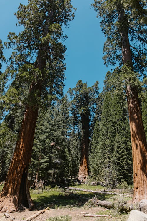 Tall Trees Under the Blue Sky