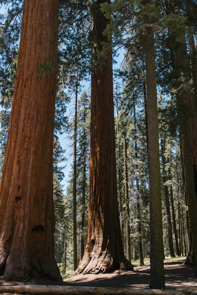 Sequoia National Park, California