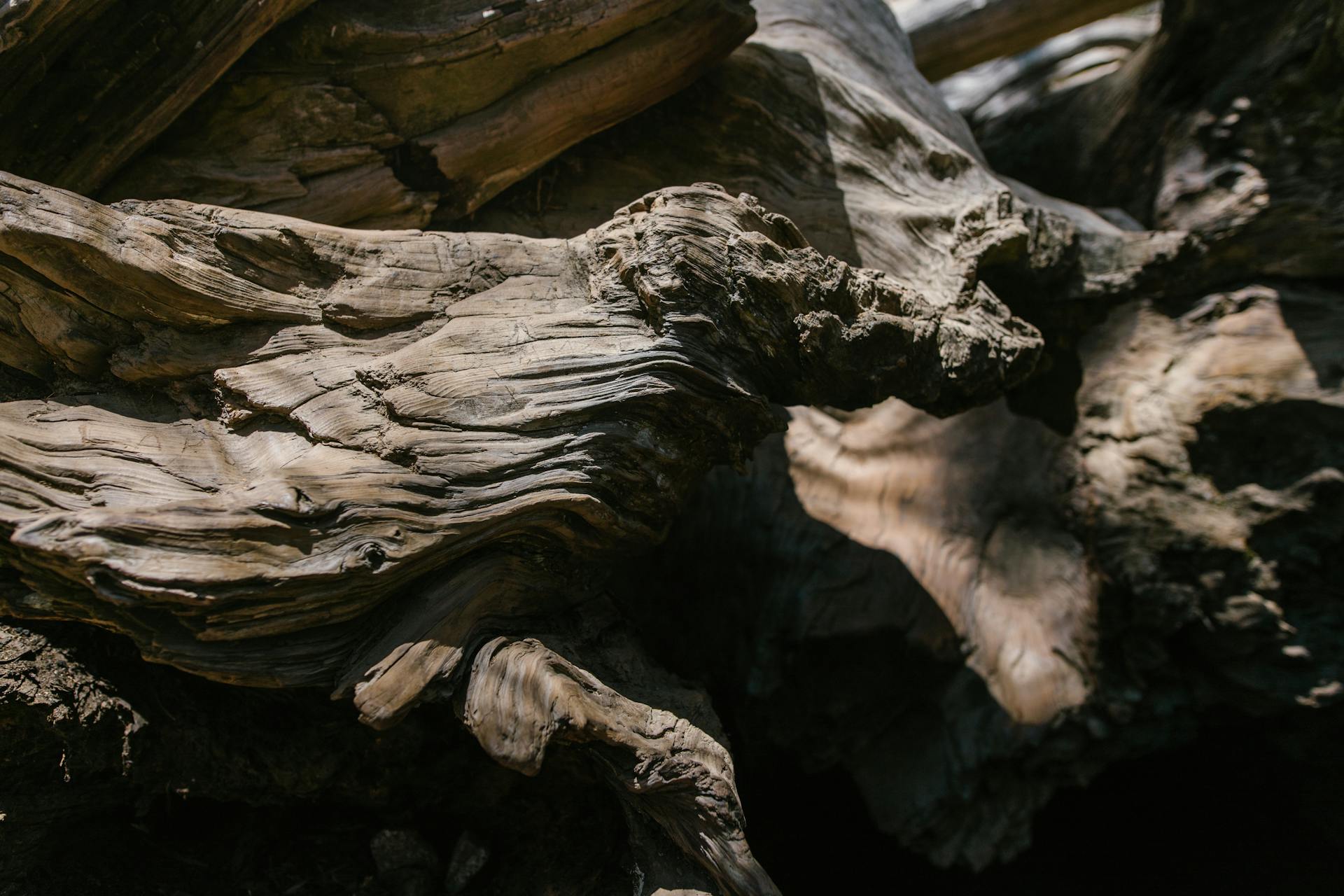 Brown Tree Trunk in Close-Up Photography