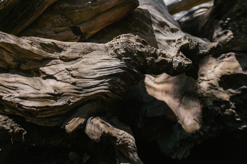 Free Detailed close-up of weathered tree bark showcasing intricate textures and patterns in natural light. Stock Photo