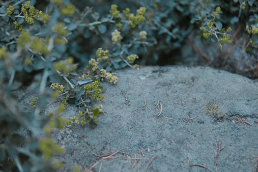 Wild Mountain Whitehorn in Close-up Shot