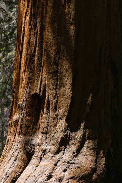 무료 나무 줄기, 세쿼이아, 수직 쐈어의 무료 스톡 사진