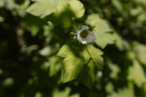 Gratis lagerfoto af blomsterknopper, delikat, grønne blade