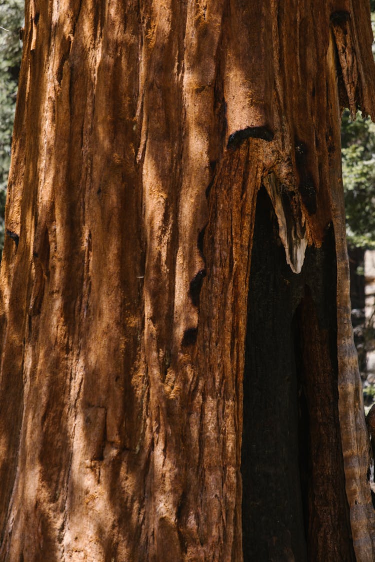 Close-up Of Sequoia Tree Trunk 