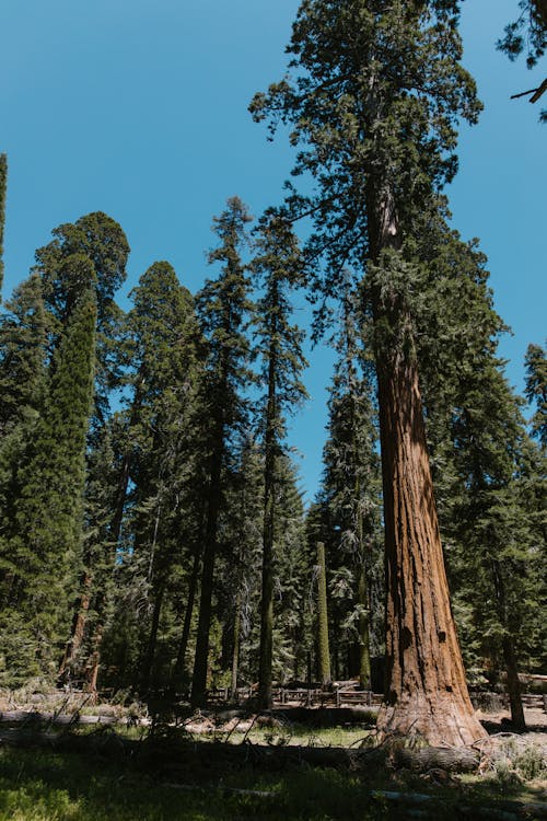 Sequoia Trees Under Blue Sky