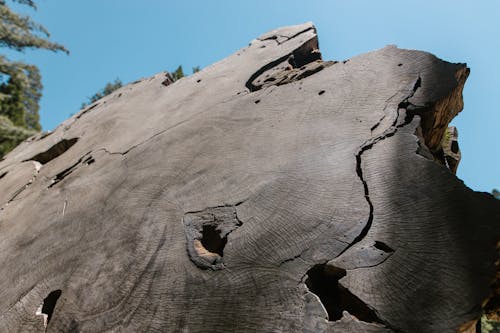 Holes and Cracks on a Slab of Sequoia Stump