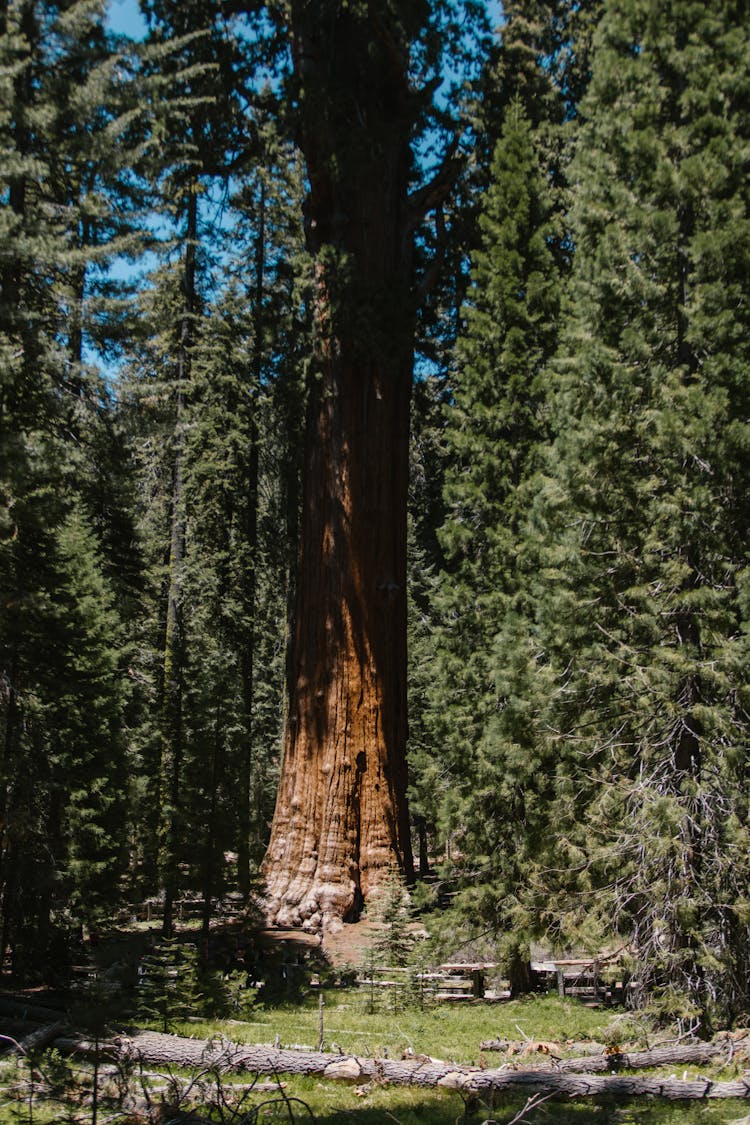 Sequoia Among Trees