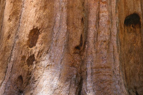 Close-up of a Large Sequoia Tree Trunk 