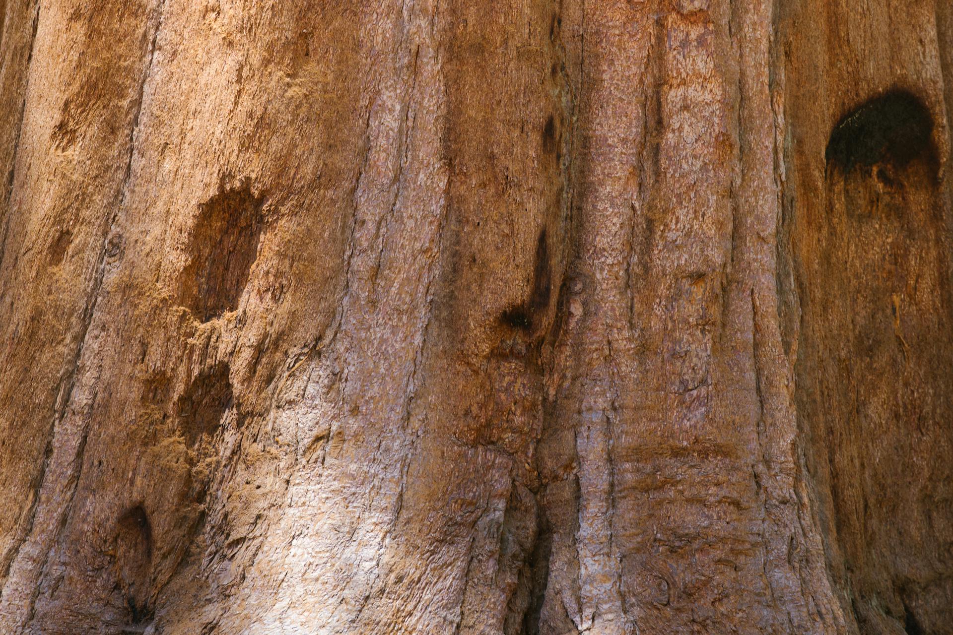 Close-up of a Large Sequoia Tree Trunk