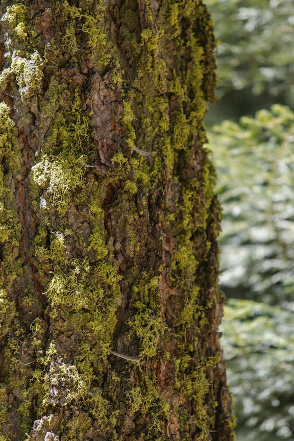 fungal growth on a tree bark