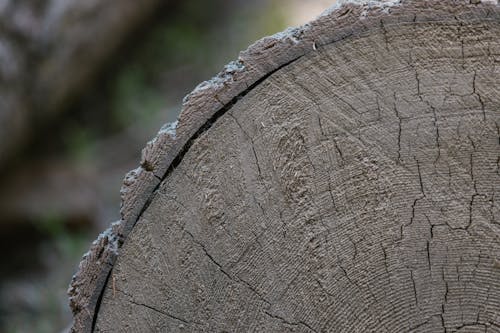 Close-up Shot of a Cut Tree 