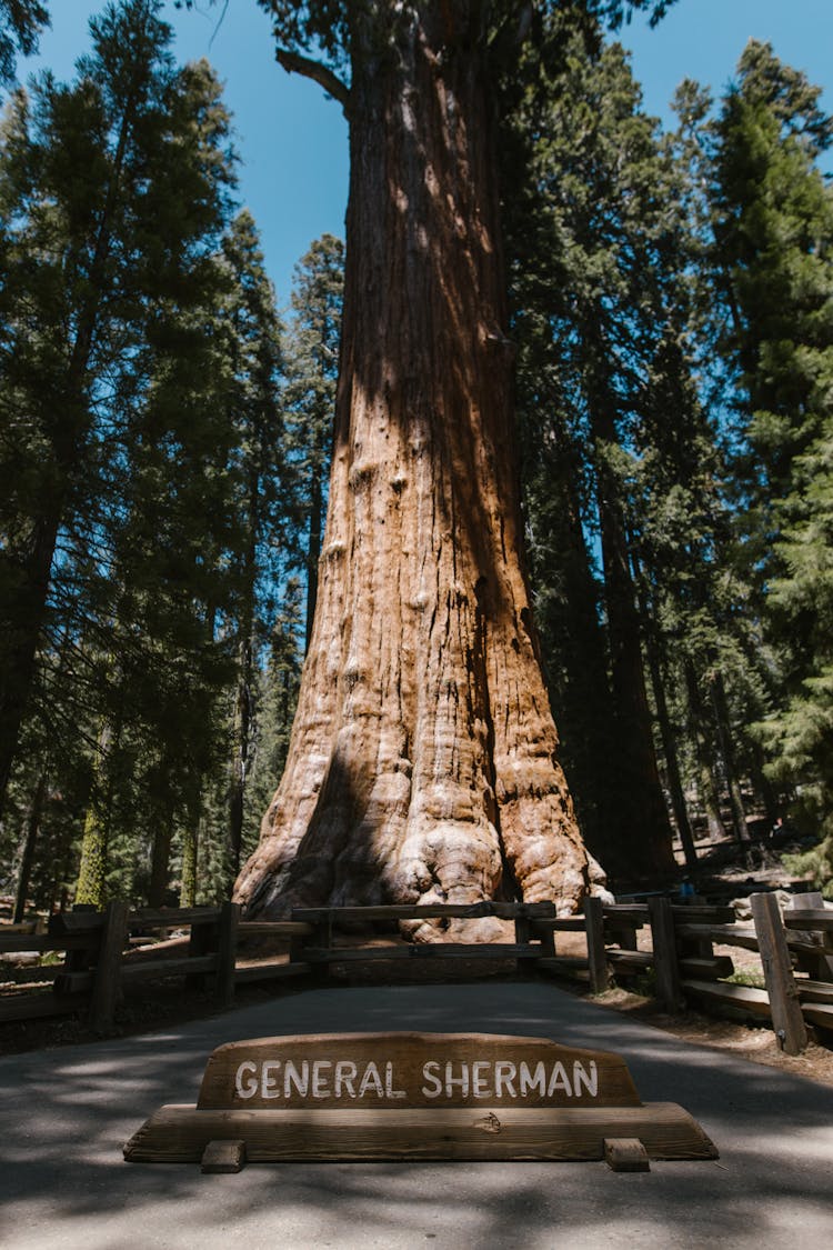 General Sherman In The Sequoia National Park, California 