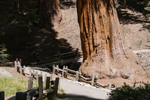 Close-up of a Tree Trunk in Sequoia National Park, California 