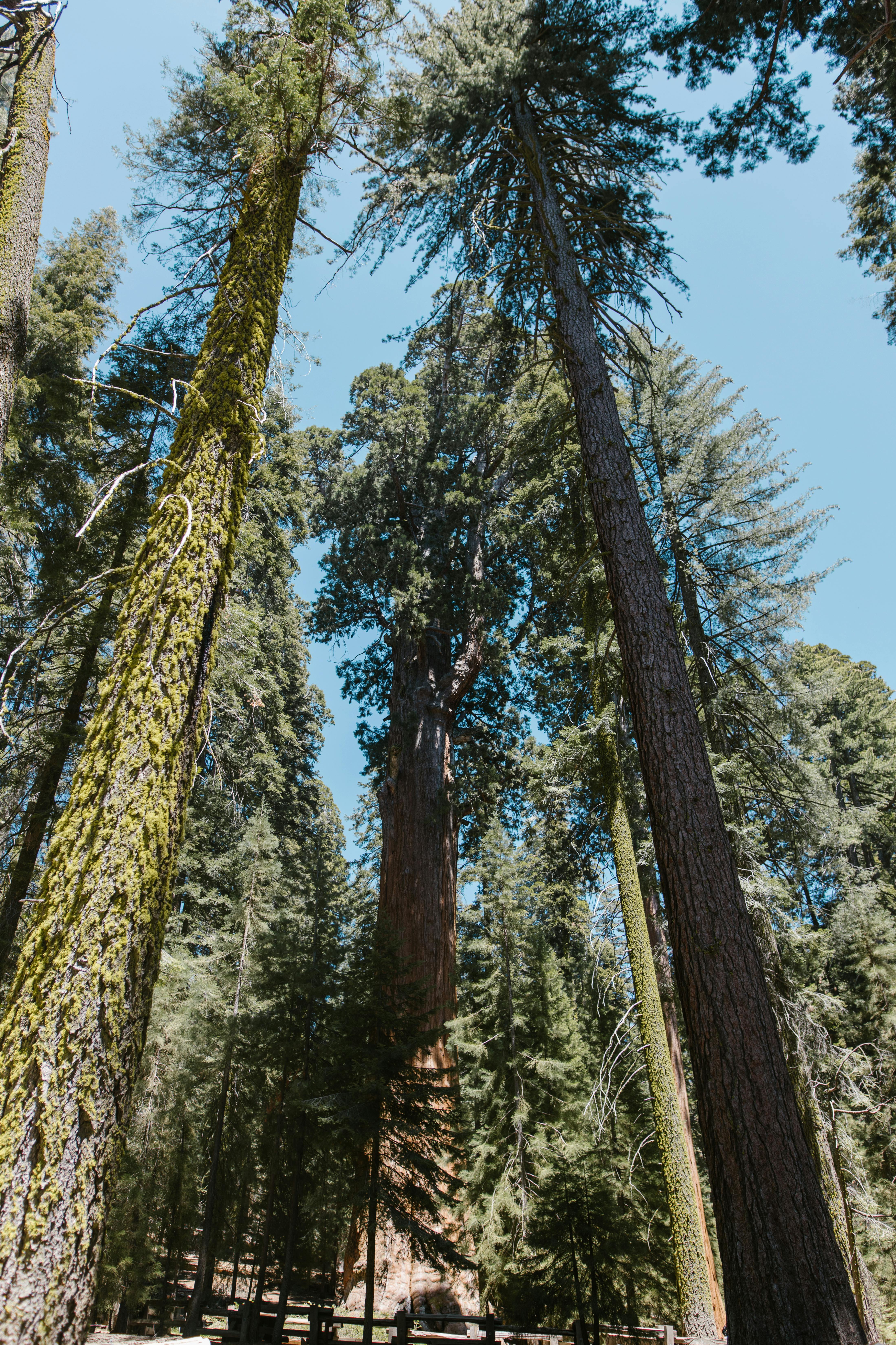 A captivating view of towering redwood trees reaching towards a clear blue sky in a lush forest.