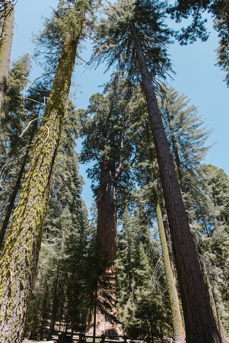 Tall Redwood Trees On The Park