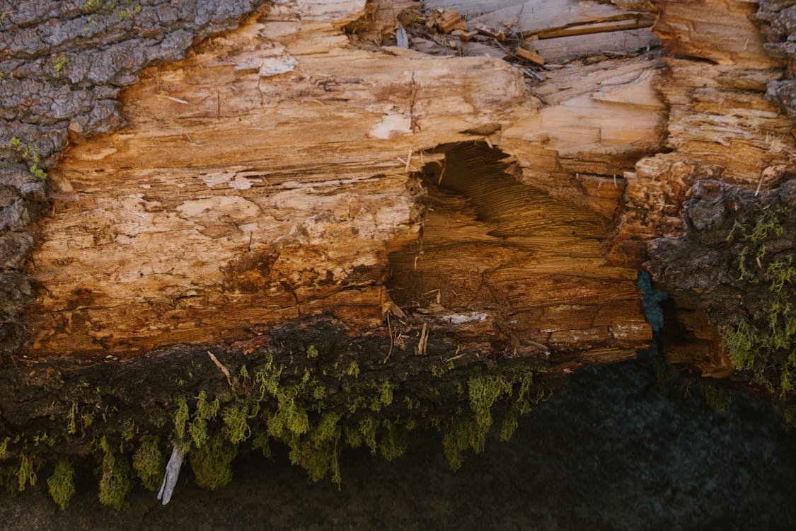 Close Up of Wood in Forest