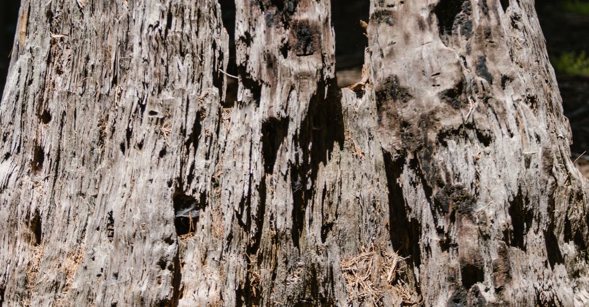 A close-up comparison of different ancient grain textures and colors