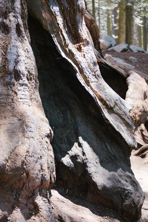 Close Up Photo of a Brown Tree Trunk 