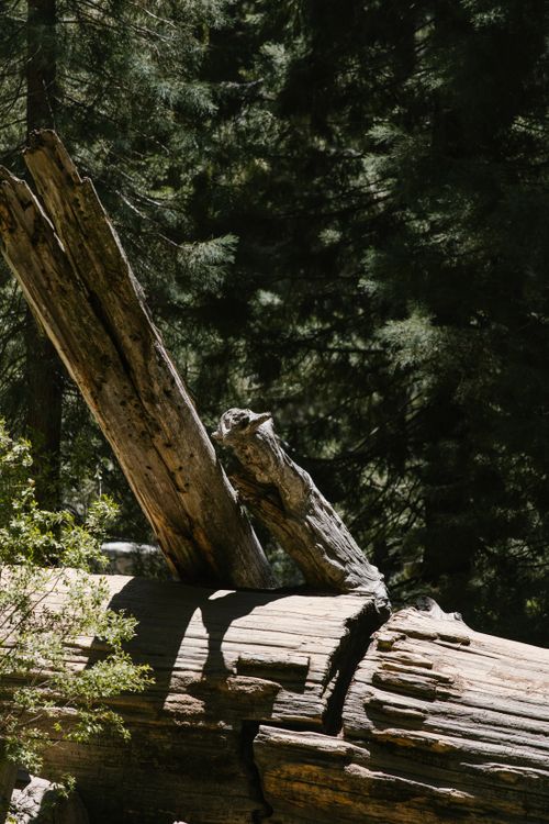 Trunk Image A Trunk in a Forest · Free Stock Photo