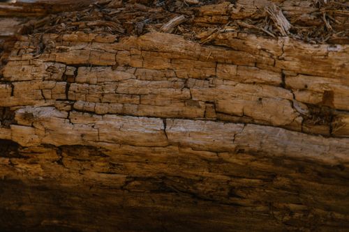 Free Detailed close-up of weathered wood texture, showcasing natural patterns. Stock Photo
