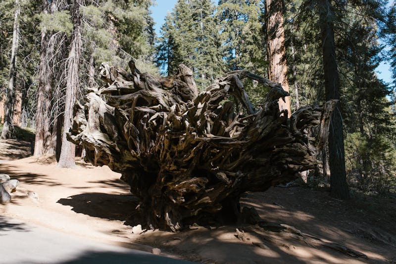 Vue captivante de racines d'arbre dans une forêt tranquille