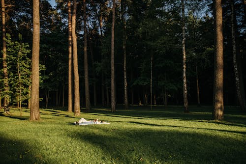 Kostenloses Stock Foto zu außerorts, chillen, feld